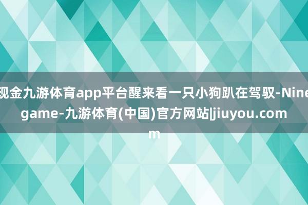 现金九游体育app平台醒来看一只小狗趴在驾驭-Ninegam
